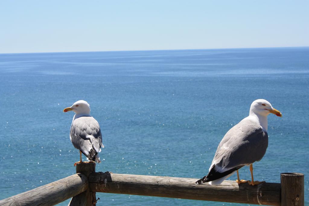 Apartamento Da Rocha